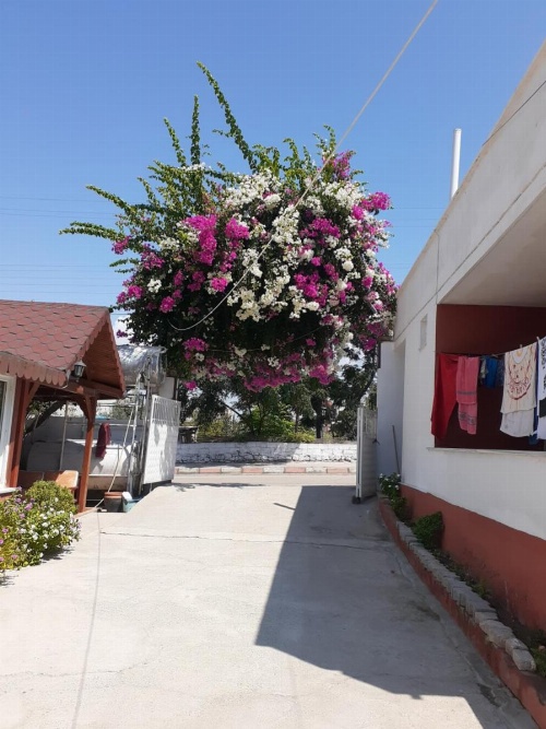 Küçük Aile Pansiyonu image 16